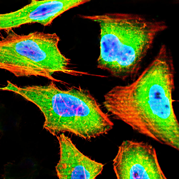 MSI2 Antibody