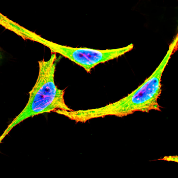 C5 Antibody