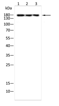 C5 Antibody