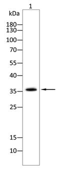 TROP-2 Antibody