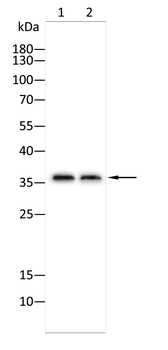 TROP-2 Antibody