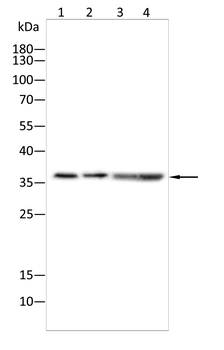 TROP-2 Antibody