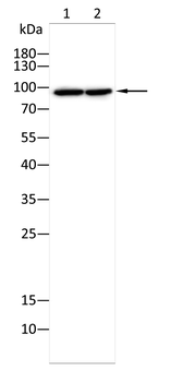 STAT2 Rabbit Polyclonal Antibody