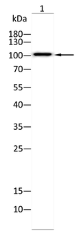 ENPP1 Antibody