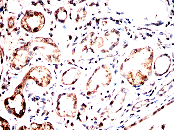 GAPDH Antibody