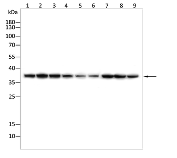 GAPDH Antibody