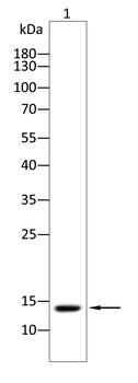 CXCL9/MIG Rabbit Polyclonal Antibody