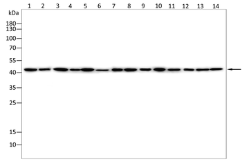 ACAT1 Antibody