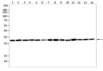 ANP32A Antibody