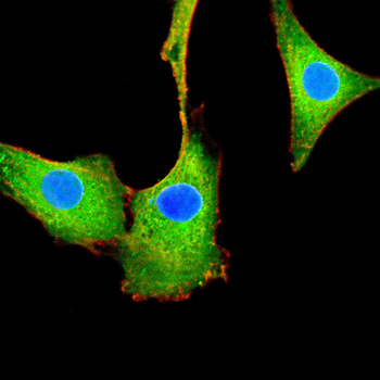 TUBB3 Antibody