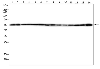 TUBB3 Antibody