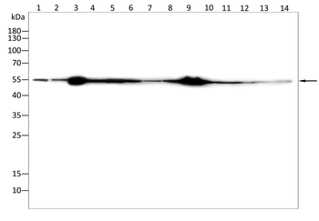 TUBB3 Antibody