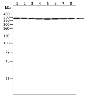 USP9X Antibody
