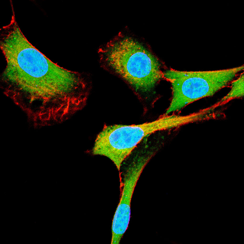 FKBP4 Antibody