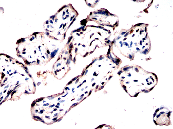 TFPI2 Antibody