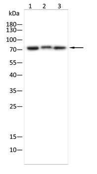 TGFBI Antibody