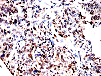 ANO1 Antibody