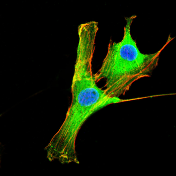 ANO1 Antibody