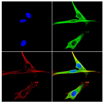 STK4 Antibody