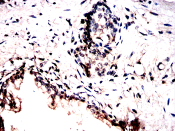 STK4 Antibody