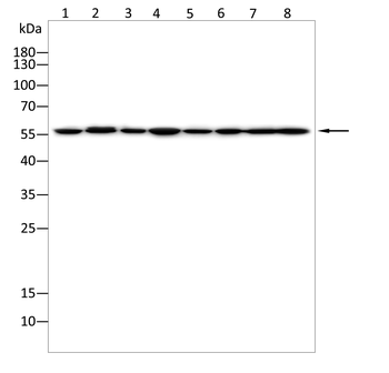 STK4 Antibody