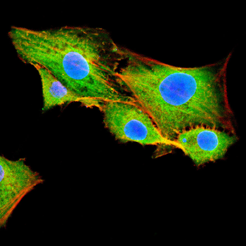 STK4 Antibody