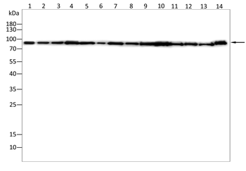 VCP Antibody