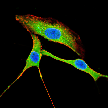 GRM1 Antibody