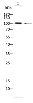 GRM1 Antibody
