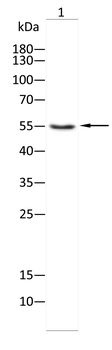 ALDH1A1 Antibody