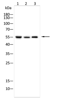 ALDH1A1 Antibody