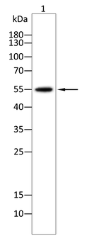 ALDH1A1 Antibody