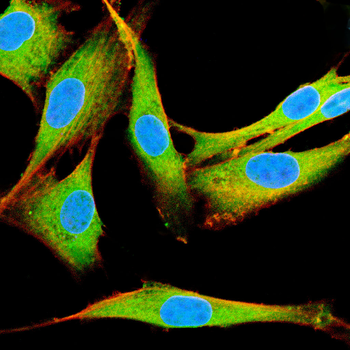 SRC Family (phospho Y418) Rabbit Polyclonal Antibody