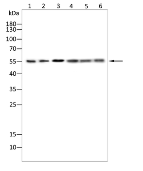 SRC Family (phospho Y418) Rabbit Polyclonal Antibody