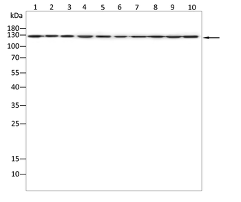ABL1 Antibody