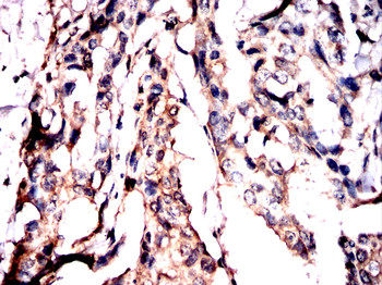 WWTR1 Antibody