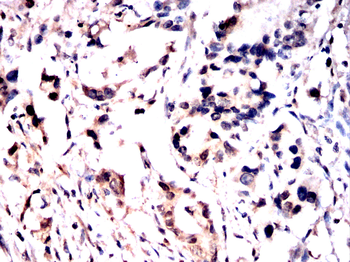 WWTR1 Antibody