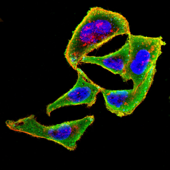 BSP II Rabbit Polyclonal Antibody