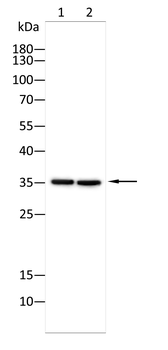 BSP II Rabbit Polyclonal Antibody