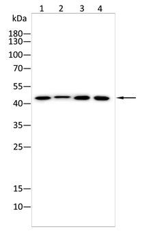 IL-11RA Rabbit Polyclonal Antibody