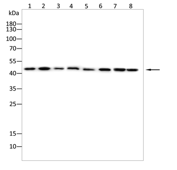 IL-11RA Rabbit Polyclonal Antibody