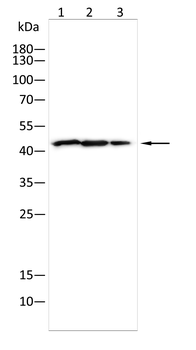 IL-11RA Rabbit Polyclonal Antibody