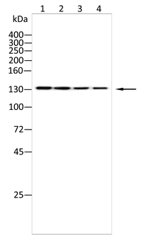 CAND1 Antibody