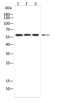 PPP3CA Antibody