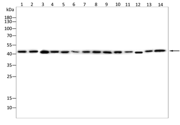 DAZAP1 Antibody