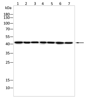DAZAP1 Antibody
