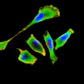DAZAP1 Antibody