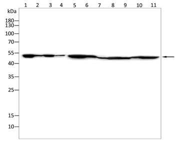 MT-CYB Antibody