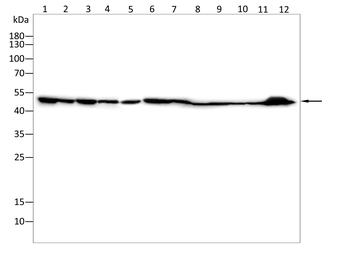 MT-CYB Antibody