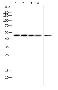 MT-CYB Antibody